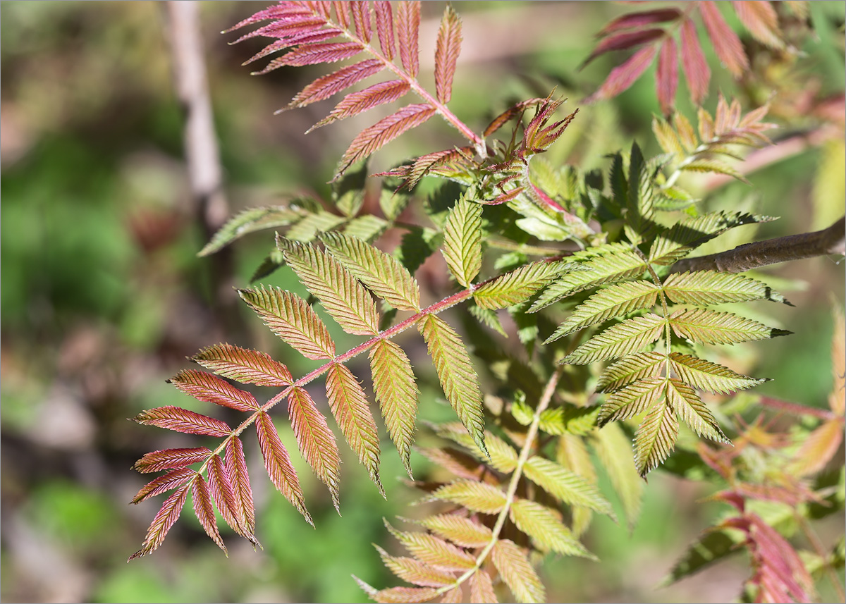 Image of Sorbaria sorbifolia specimen.