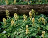 Corydalis marschalliana