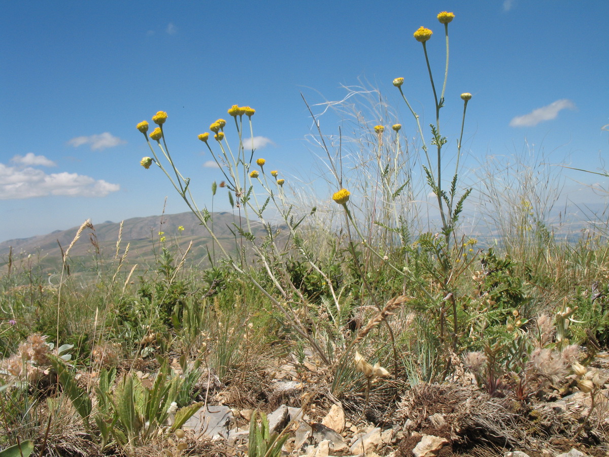 Изображение особи Tanacetum turlanicum.