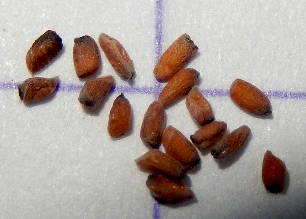 Image of Erysimum cuspidatum specimen.