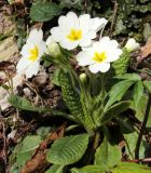 Primula vulgaris