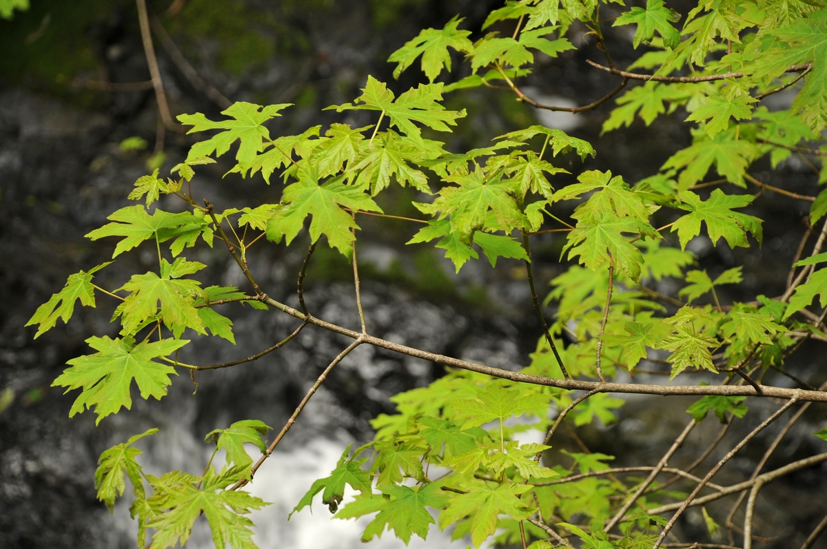 Изображение особи Acer macrophyllum.