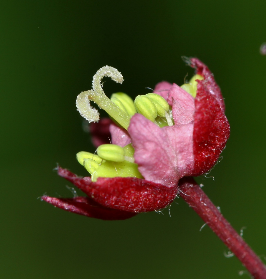 Изображение особи Acer pseudosieboldianum.