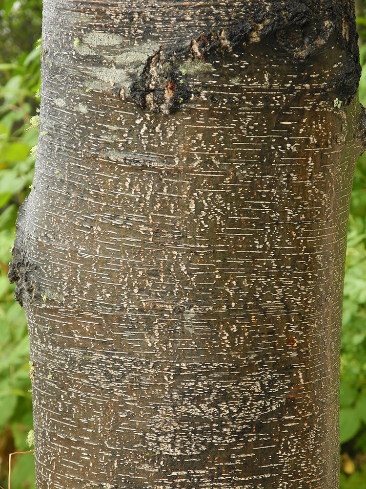 Изображение особи Nothofagus dombeyi.