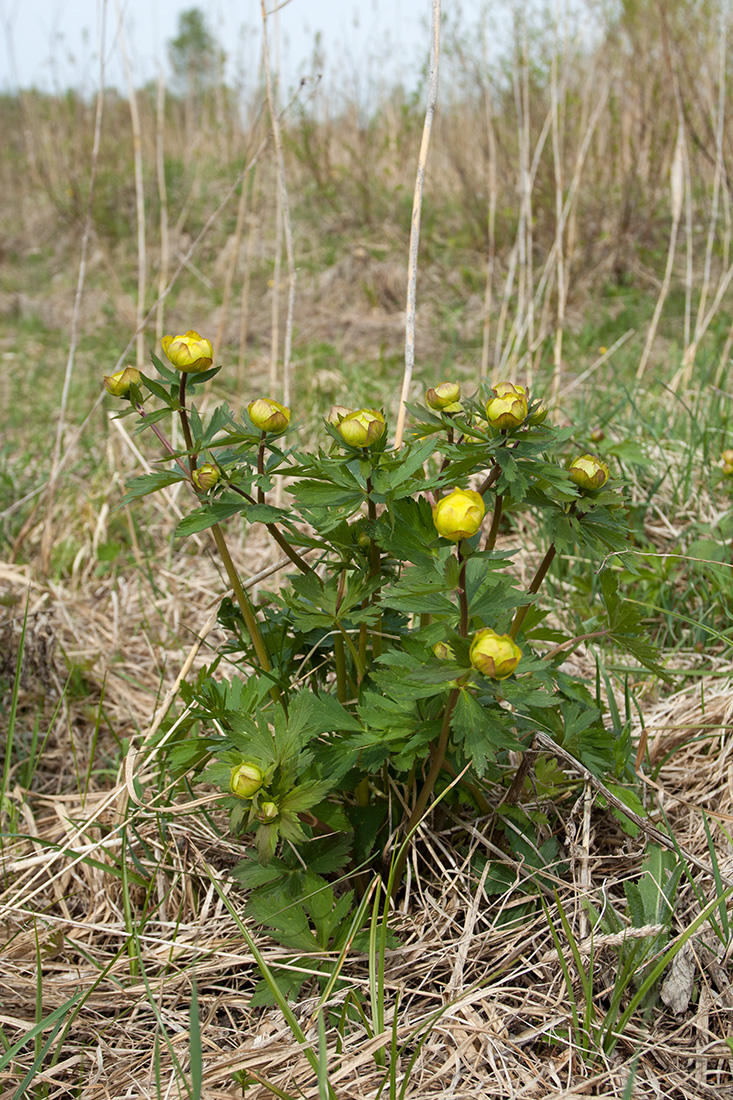 Изображение особи Trollius europaeus.