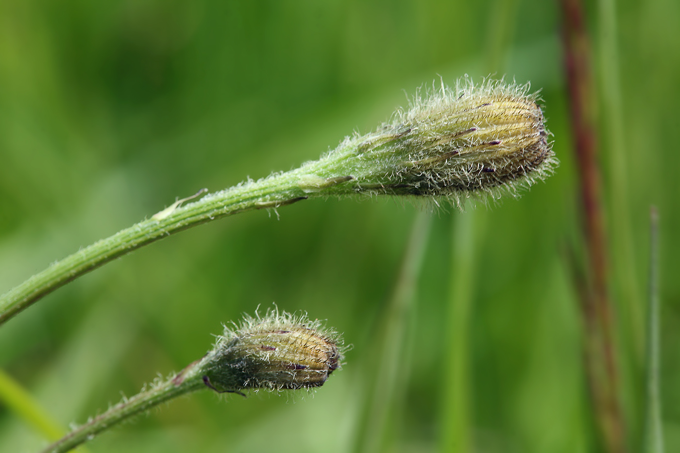 Image of Scorzoneroides autumnalis specimen.