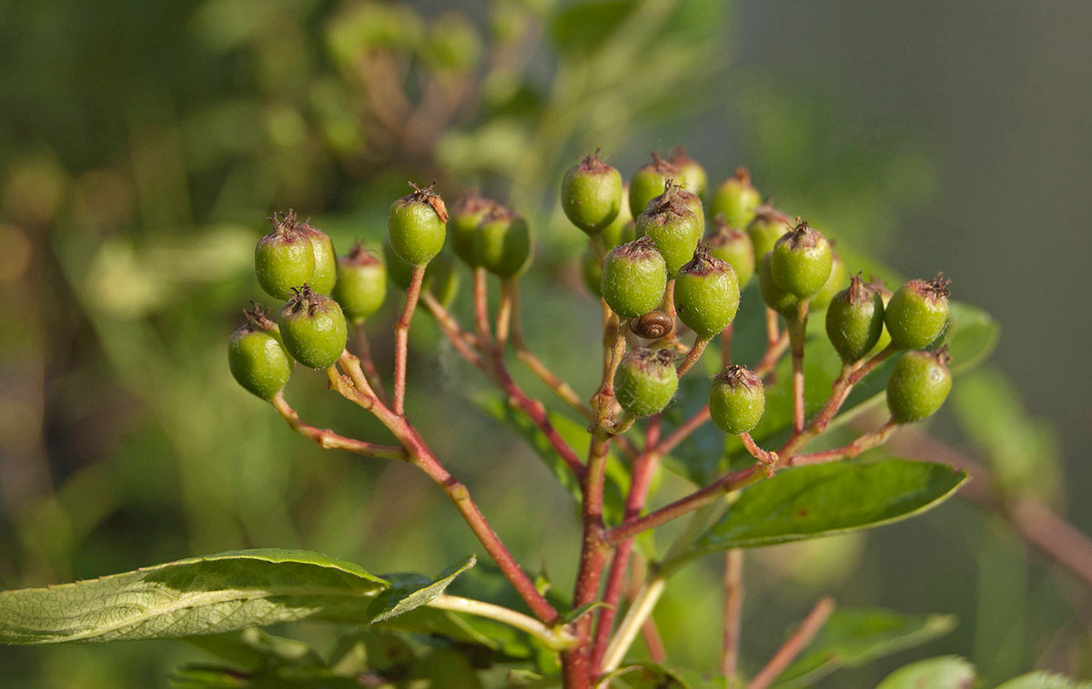 Изображение особи &times; Crataegosorbus miczurinii.