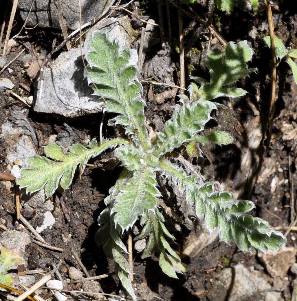 Изображение особи Achillea holosericea.