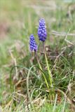 Muscari armeniacum. Цветущее растение. Грузия, Боржомское ущелье, подножие крепости Ацкури, луговина на крутом щебнистом склоне. 01.05.2017.