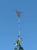 Sonchus palustris