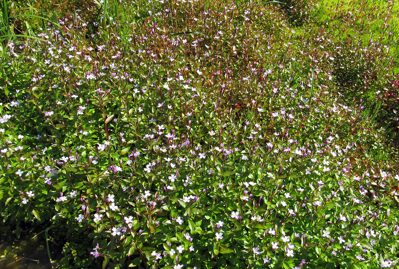 Изображение особи Epilobium hornemannii.