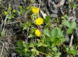 Potentilla gelida подвид boreo-asiatica. Цветущее растение. Якутия, Нерюнгринский р-н, окр перевала Тит, в полосе ЛЭП в р-не 502 км трассы АЯМ. 22.06.2016.