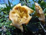 Solandra maxima. Цветки. Австралия, г. Брисбен, частная застройка, в культуре. 06.08.2017.