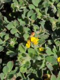 Syrmatium heermannii. Часть растения с соцветием. США, Калифорния, Сан-Франциско, на побережье океана. 12.03.2017.