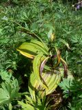 Veratrum lobelianum