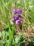 Polygala caucasica