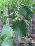 Betula platyphylla. Часть побега. Амурская обл., Бурейский р-н, с. Виноградовка, огород. 27.07.2016.