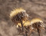 Carlina intermedia. Прошлогоднее соплодие. Свердловская обл., высокий левый берег р. Исеть ниже дер. Бекленищева (порог Ревун), разнотравный луг. 14 апреля 2018 г.