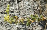 Reseda lutea. Верхушка соцветия с завязавшимися плодами. Краснодарский край, г. Новороссийск, обрывистый берег Суджукской лагуны. 05.08.2018.