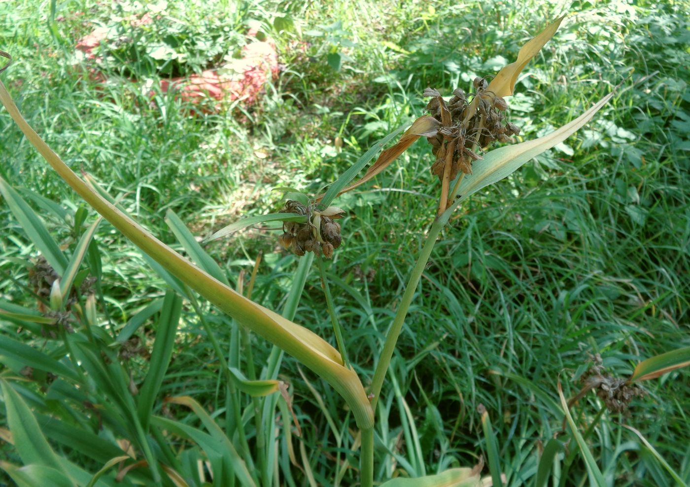 Изображение особи Tradescantia virginiana.