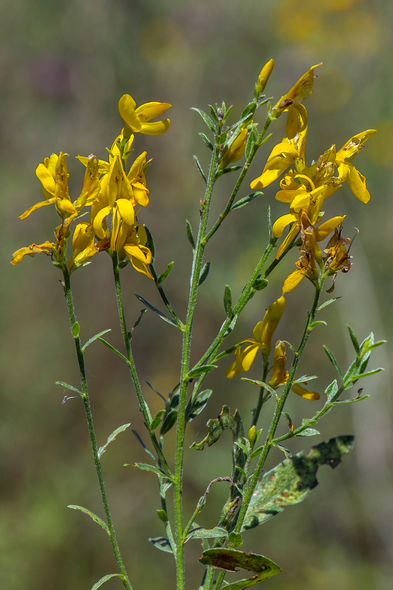 Image of Genista tinctoria specimen.