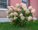 Hydrangea paniculata. Цветущие растения. Иркутская обл., г. Иркутск, территория жилого дома. 16.09.2018.