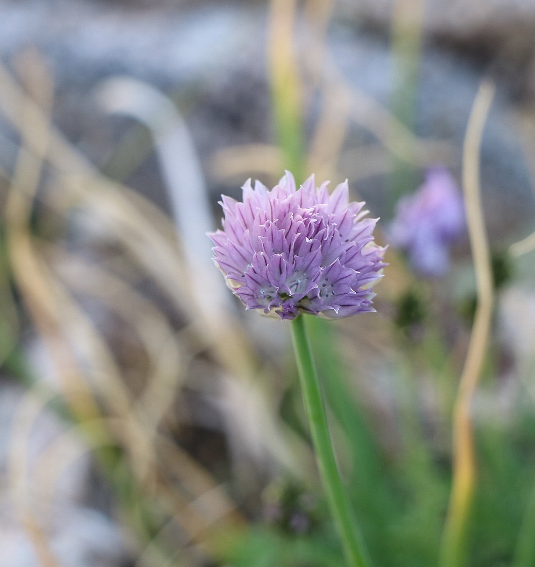 Изображение особи Allium schoenoprasum.