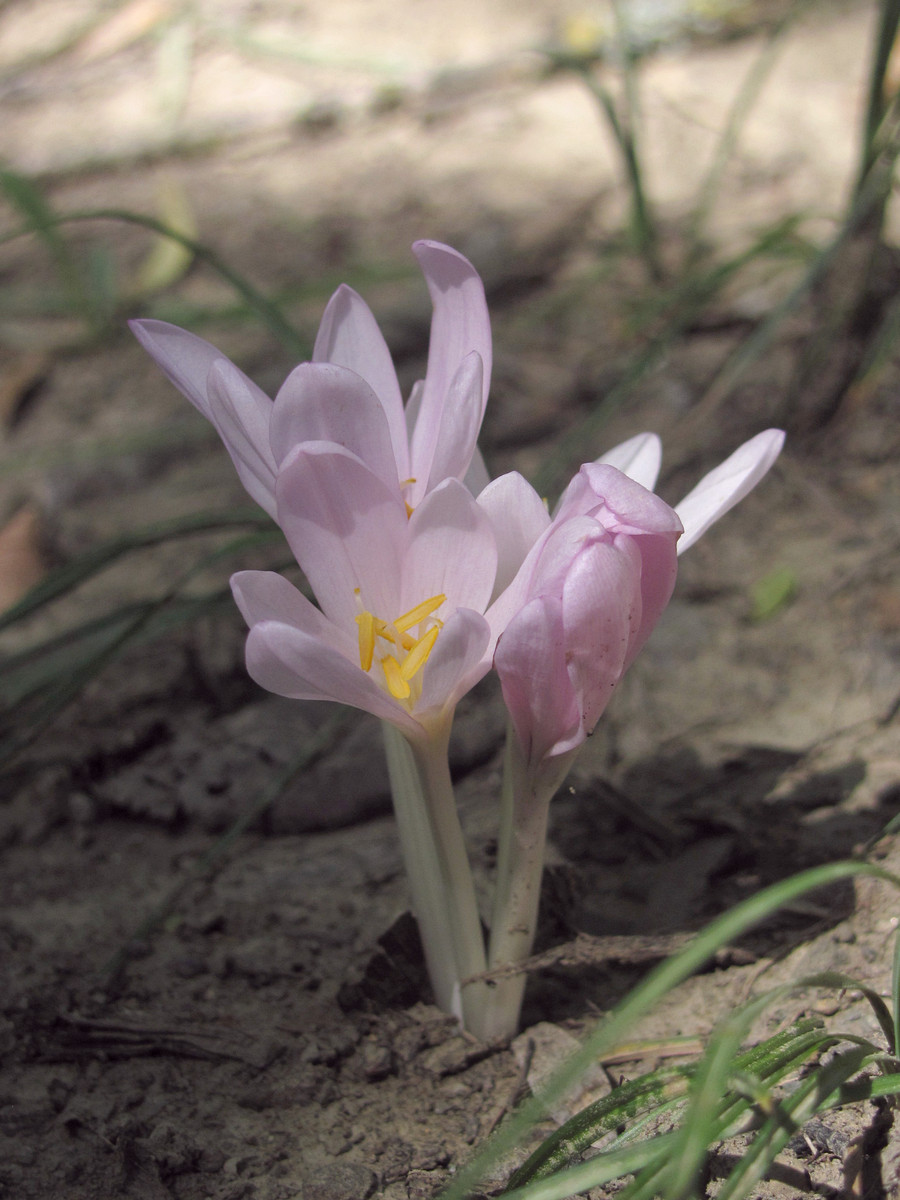 Изображение особи Colchicum umbrosum.