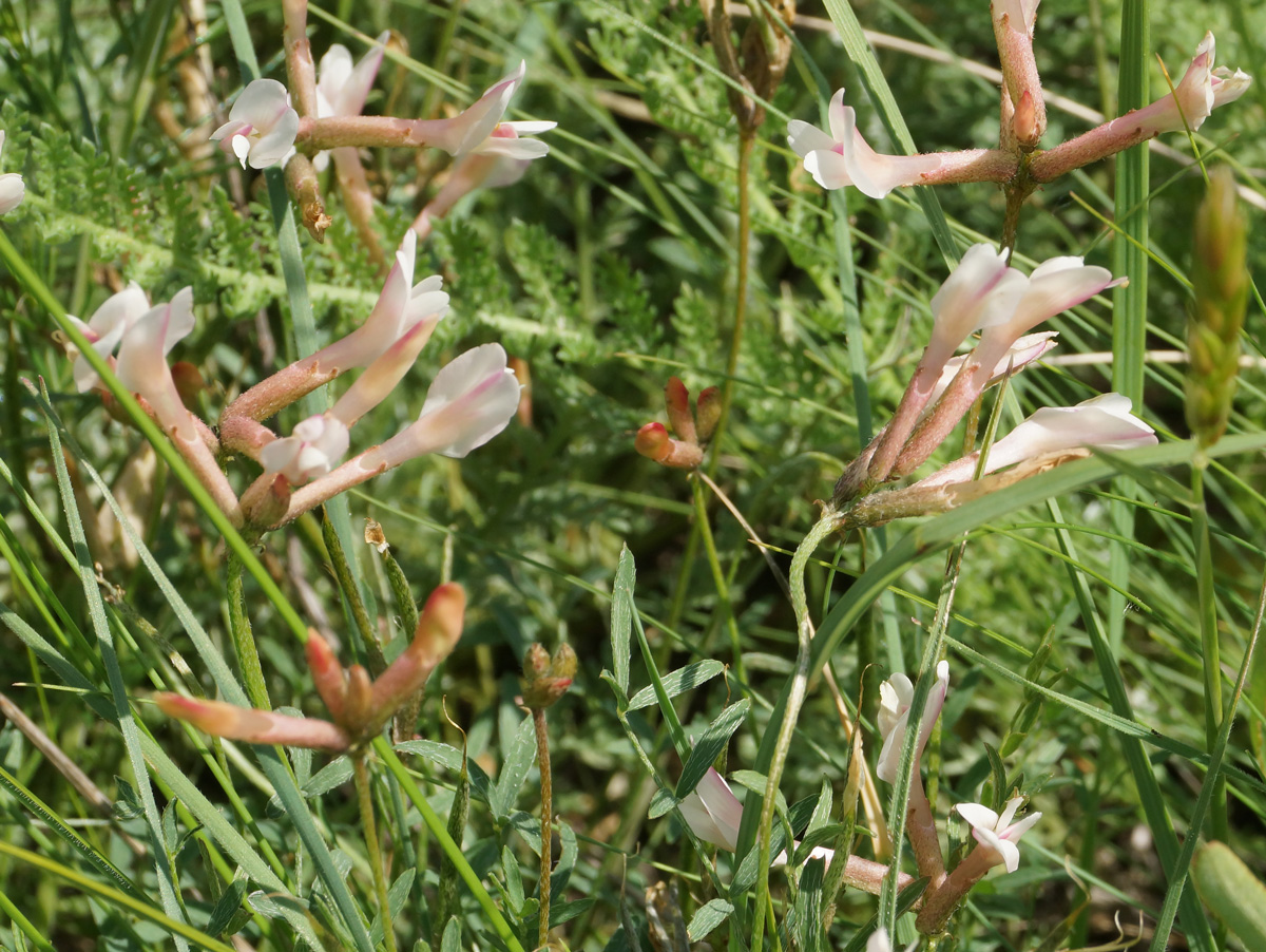 Image of Astragalus stenoceras specimen.