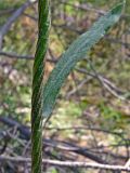 Tephroseris integrifolia. Часть побега. Свердловская обл., окр. г. Североуральск, окр. известнякового карьера, подножие скалистого берега канала Дублёр, сосновый лес и заросли лиственничных деревьев (берёза, осина). 01.07.2018.