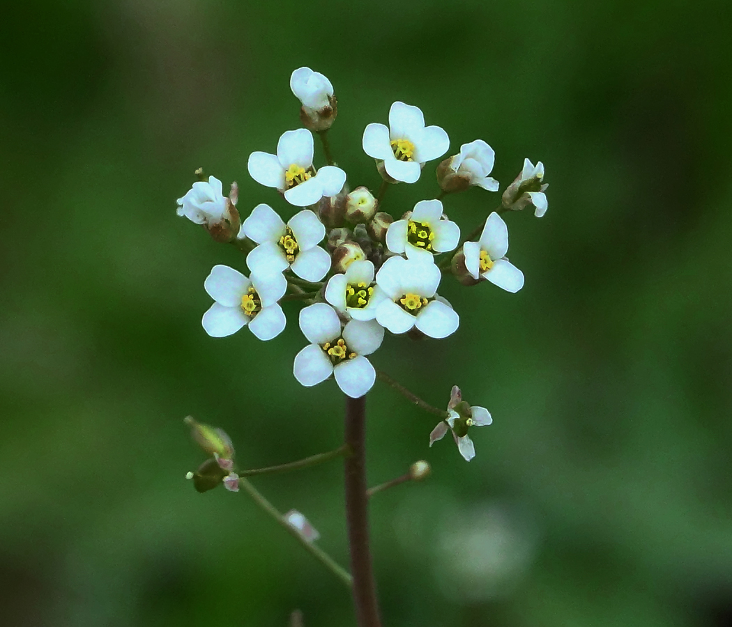 Изображение особи Capsella bursa-pastoris.