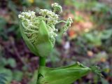 Angelica sylvestris. Распускающееся соцветие. Московская обл., окр. г. Чехов, лиственный лес. 17.07.2010.