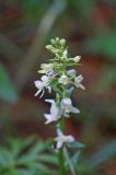 Platanthera bifolia