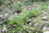 Ligularia heterophylla