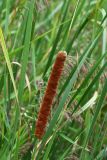 Typha domingensis