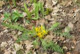 Astragalus pubiflorus