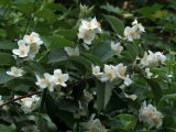 Philadelphus pubescens. Верхушка ветви цветущего растения. Ульяновск, Заволжский р-н, сквер на ул. 40-летия Октября. 14.06.2021.