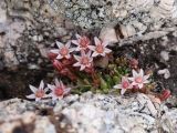 Rosularia alpestris. Цветущее растение в расщелине скалы. Узбекистан, Ташкентская обл., Чаткальский хр., верховья р. Акбулак, урочище Давансай, окр. перевала Даван, около 3280 м н.у.м. 13.07.2021.