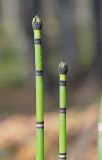 Equisetum hyemale