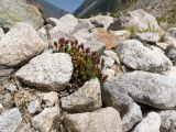 Saxifraga caucasica. Плодоносящее растение. Кабардино-Балкария, Черекский р-н, Кабардино-Балкарский высокогорный заповедник, Черек-Безенгийское ущелье, ≈ 2500 м н.у.м., ледник Безенги, среди валунов. 18.08.2021.