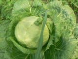 Brassica oleracea разновидность capitata. Кочан (сорт 'Трансфер'). Хабаровский край, г. Хабаровск, ул. Ульяновская 60, в культуре. 26.07.2022.