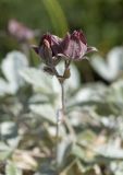 Potentilla divina