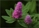 Spiraea × billardii