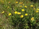 Inula ensifolia