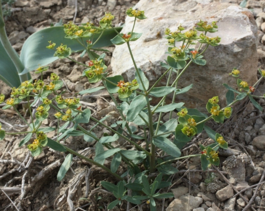 Изображение особи Euphorbia undulata.