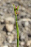 Asperula tenella. Верхняя часть побега с аномальным (поражённым грибком?) соцветием. Южный Берег Крыма, пгт Гурзуф, гора Болгатур. 22 июня 2011 г.