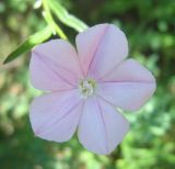 Convolvulus cantabrica