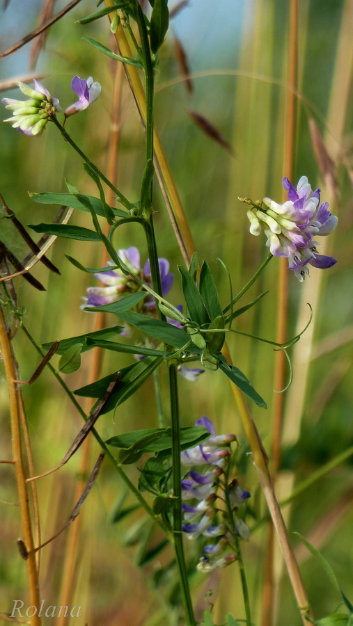 Изображение особи Vicia cracca.