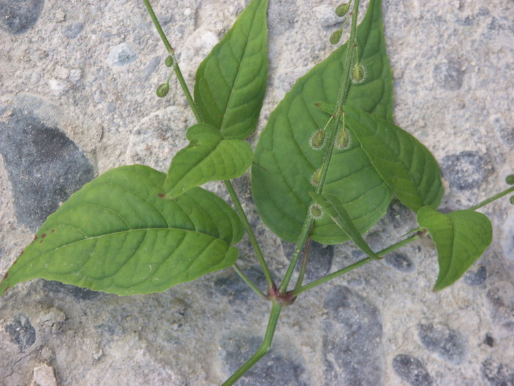 Image of Circaea lutetiana specimen.