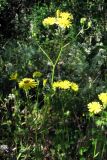 Crepis ramosissima. Цветущие растения. Южный Берег Крыма, Симеиз, обочина. 7 июня 2011 г.